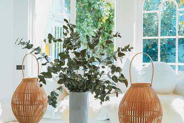 The Flourishing Flora: Exploring the Art of Indoor Plant Decoration